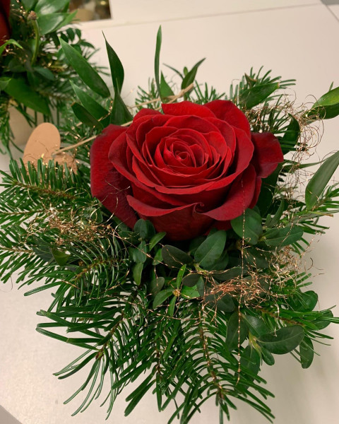 Rose, rot